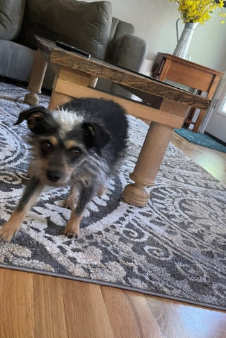 Azad Oriental Rug Care contact about area rug cleaning ca oriental rug cleaning ca area rug cleaning in whittier oriental rug cleaning in whittier